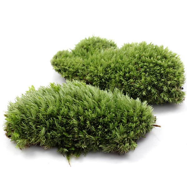 diy micro landscape moss