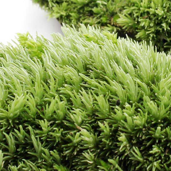 diy micro landscape moss