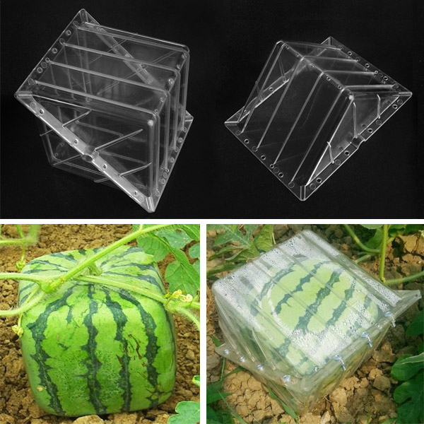 Square Shaped Watermelon Pumpkin Shaping Growth Mold