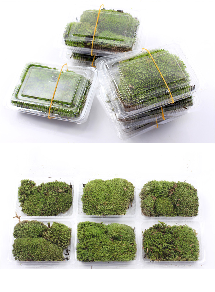 moss micro landscape