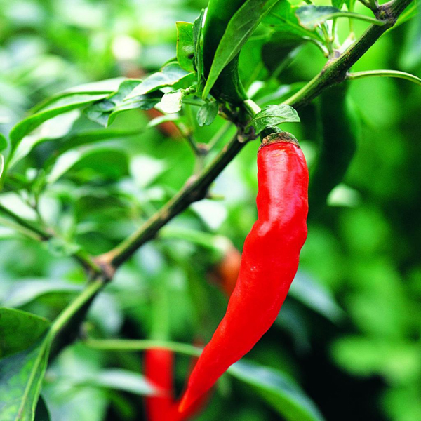red pepper plant