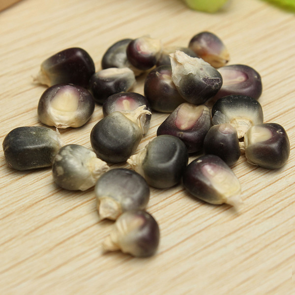 black corn seeds
